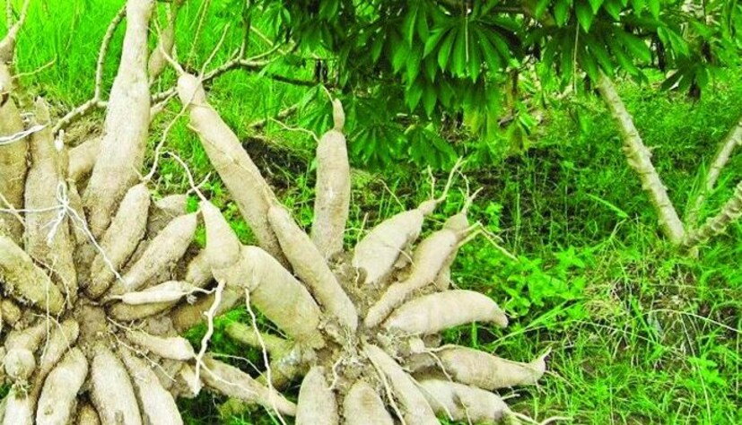 আলিপুরদুয়ার জেলার মেন্দাবাড়িতে হয় শিমুল আলুর চাষ। তবে এই আলু চাষে আলাদা করে পরিশ্রম নেই বলে জানা যায়।
