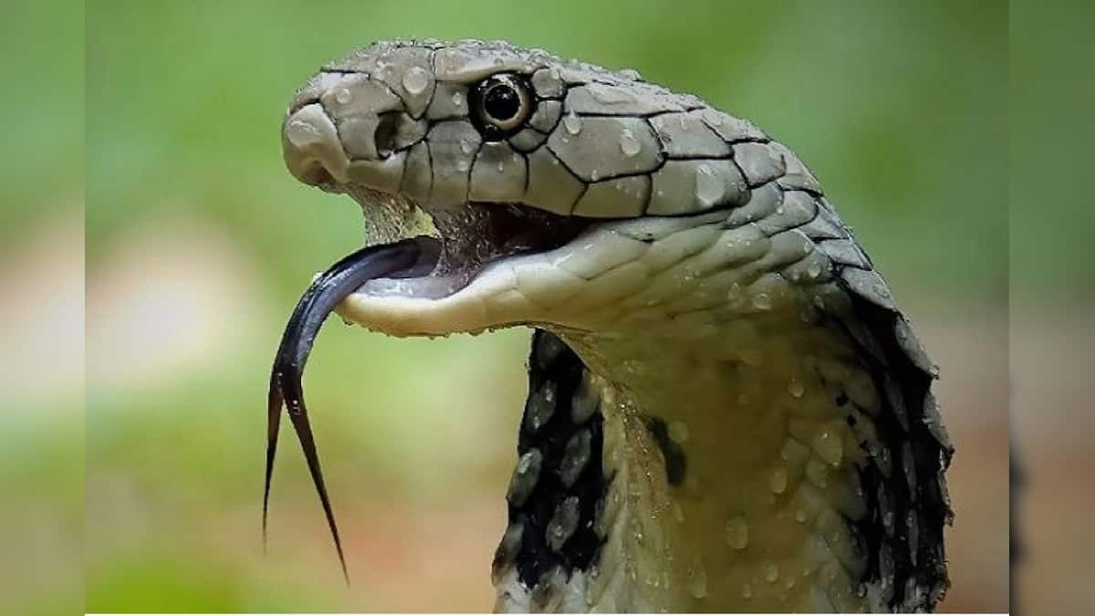 Snake: কোবরা ম্যাজিক! গাড়ি লক, কৌটোও বন্ধ, তারপরও উধাও বিষাক্ত সাপ, ঘটনায় তীব্র আতঙ্ক Snake: কোবরা ম্যাজিক! গাড়ি লক, কৌটোও বন্ধ, তারপরও উধাও বিষাক্ত সাপ, ঘটনায় তীব্র আতঙ্ক
