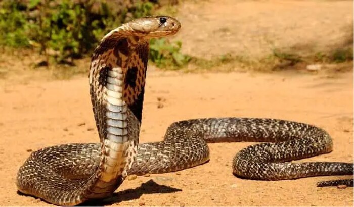 Snake Facts: একটা জিনিস পোড়ালেই শত হস্ত দূরে থাকে সাপ… যমের মতো ভয় পায়! বাড়িতে এনে রাখুন কিন্তু
