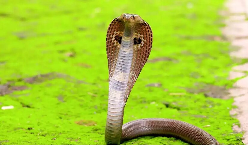 এই সময়ে, সাপ অন্যান্য দিনে করা শিকার থেকে সঞ্চিত ক্যালোরির সাহায্যে তাদের শরীরে শক্তি দেয়। এতে তাদের শরীরে জমে থাকা চর্বিও কমে যায়। এতে সাপ শিকারে বের হলে তাদের তত্পরতা বৃদ্ধি পায়। 