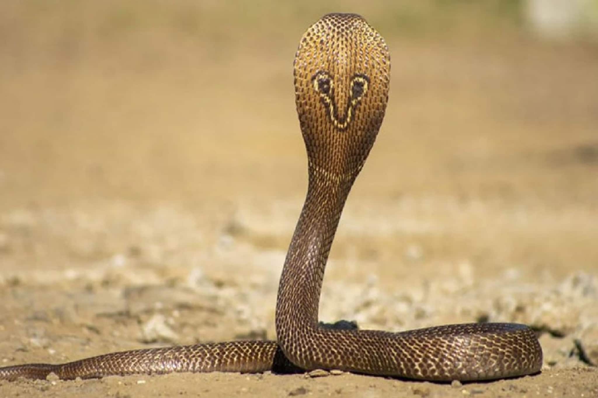 চার চারটে সাপের হাত থেকে বাঁচিয়েছে পোষ্য! চমৎকার বাংলা বোঝে, জানলে চমকে যাবেন