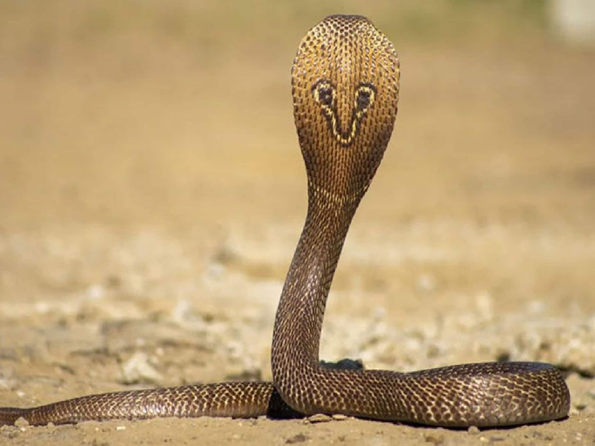 চার চারটে সাপের হাত থেকে বাঁচিয়েছে পোষ্য! চমৎকার বাংলা বোঝে, জানলে চমকে যাবেন