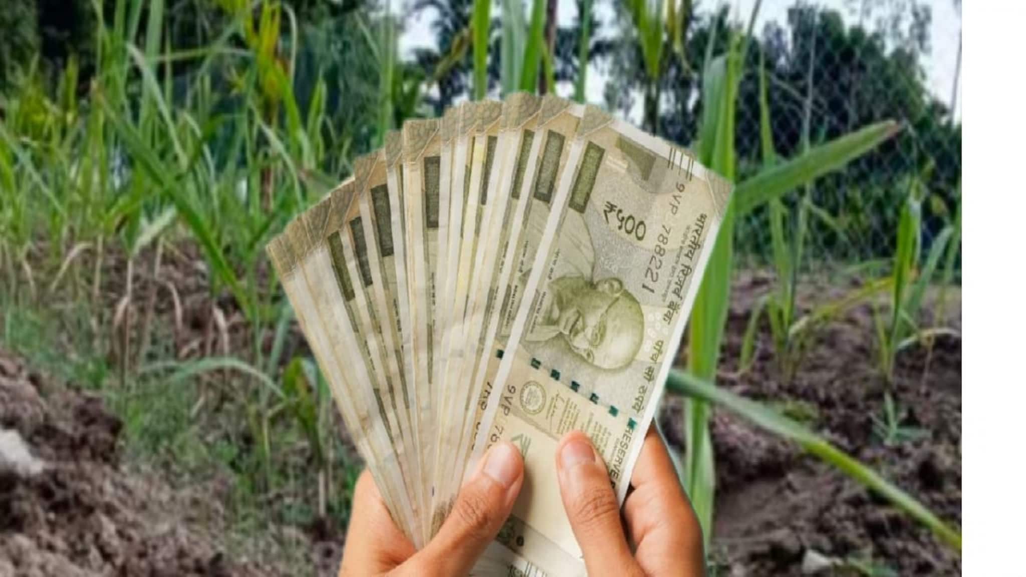 একবার চাষ করলে বসে বসে খাওয়া যাবে তিন বছর! এই ফসল তো ফসল নয়, ঠিক যেন টাকার গাছ