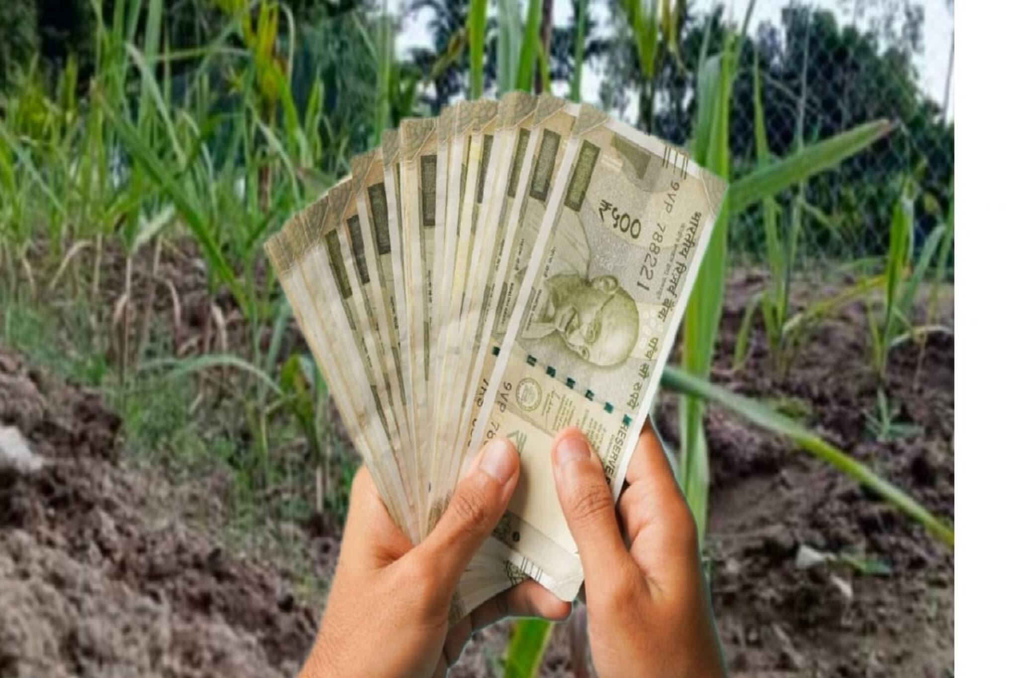 একবার চাষ করলে বসে বসে খাওয়া যাবে তিন বছর! এই ফসল তো ফসল নয়, ঠিক যেন টাকার গাছ