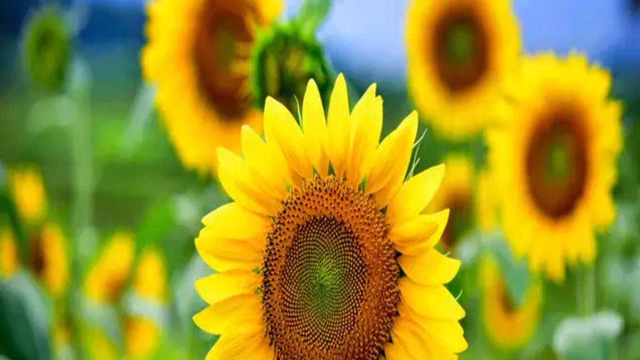 জলে গুলে 'স্প্রে' করুন এই 'একটি' জিনিস! শীতকালে বাড়ির টবে দেদার ফোটান সূর্যমুখী