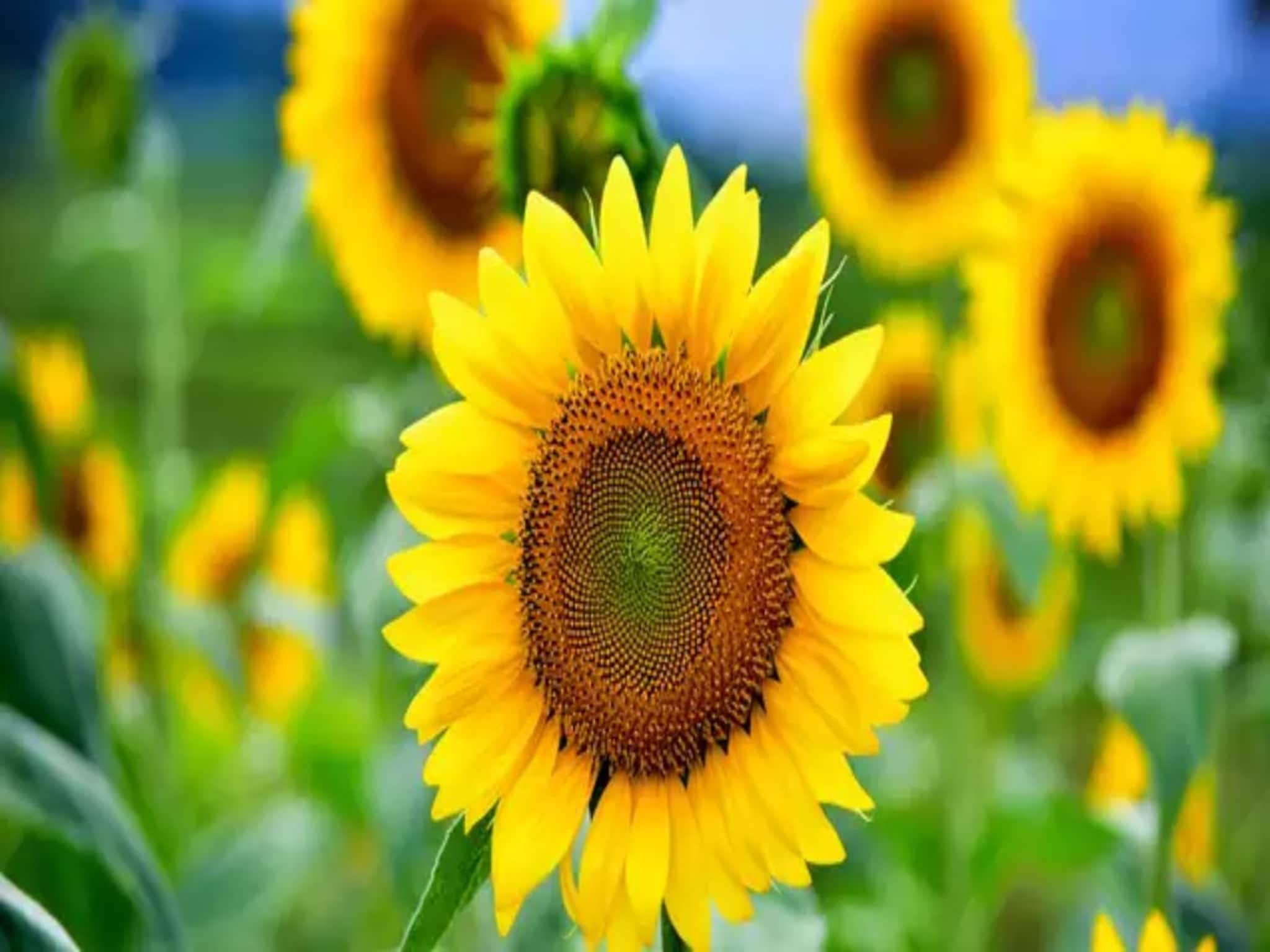 জলে গুলে 'স্প্রে' করুন এই 'একটি' জিনিস! শীতকালে বাড়ির টবে দেদার ফোটান সূর্যমুখী