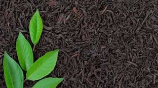 'নকল' দার্জিলিং টি ধরতে বিশেষ উদ্যোগ রাজ্য সরকারের