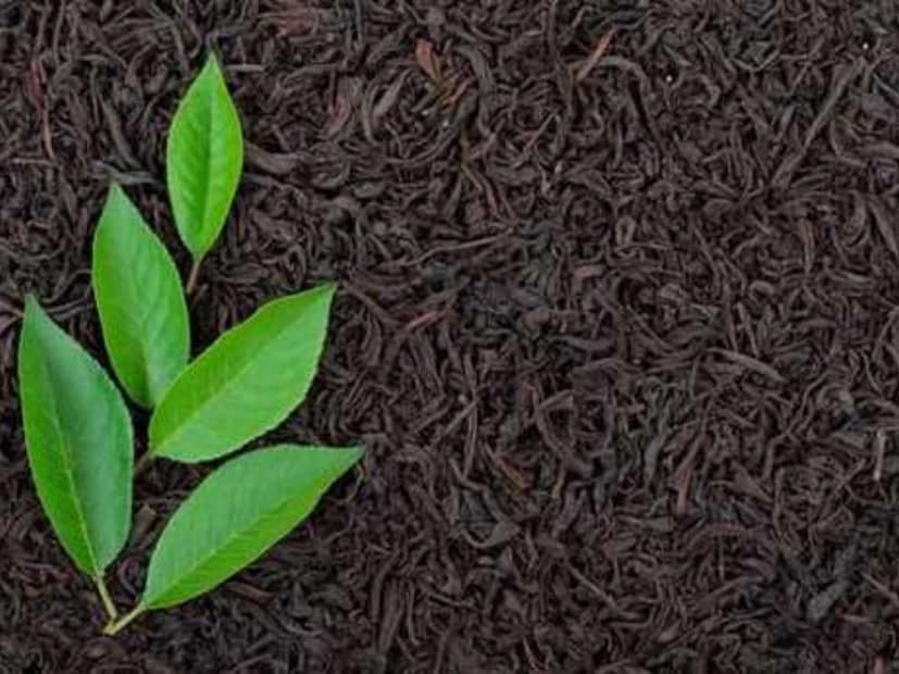 কিন্তু কীভাবে চা হয়ে উঠল এমন সাংঘাতিক বিষ? পুলিশ সূত্রে খবর, চা পাতার বদলে চা করতে গিয়ে কোনও বিষাক্ত ওষুধ মেশানো হয়। 
