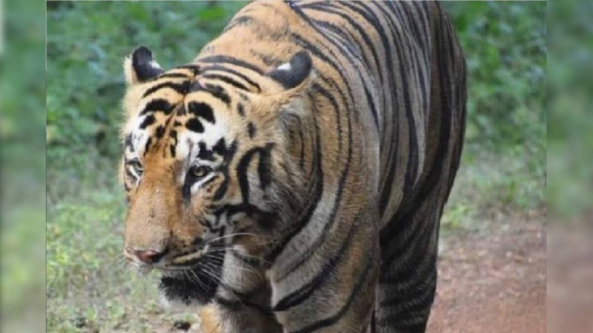 জিনাতকে আনা হচ্ছে আলিপুরে! প্রস্তুতি তুঙ্গে, তৈরি হচ্ছে বিশেষ এক ঘর