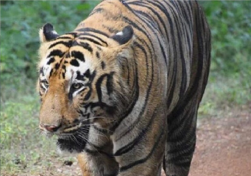 সন্দেশখালি থেকে ফিরে ডুমুরজলাতে মুখ&#x200d;্যমন্ত্রী মমতা বন্দ&#x200d;্যোপাধ&#x200d;্যায় বলেন, ‘কাল যে বাঘটিকে বন কর্মীরা ধরেছেন সবাই একসঙ্গে, সেই বাঘটি ভাল আছে।’