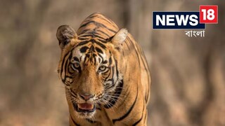 রাস্তার ধারে মোবাইলে কথা বলছিল নবম শ্রেণীর ছাত্র, আচমকা পেছন থেকে ঝাপিয়ে পড়ল বাঘ! তারপর যা হল...জানলে শিউরে উঠবেন
