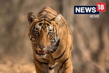 রাস্তার ধারে মোবাইলে কথা বলছিল নবম শ্রেণীর ছাত্র, আচমকা ঝাঁপিয়ে পড়ল বাঘ!
