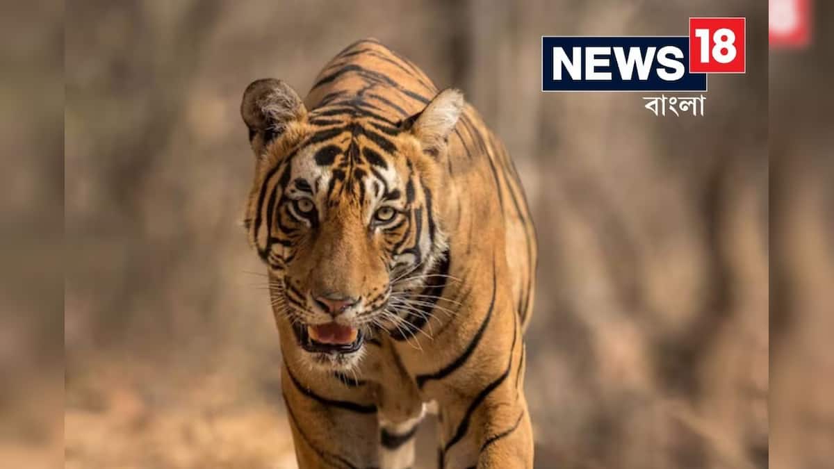 Tiger Attack: রাস্তার ধারে মোবাইলে কথা বলছিল নবম শ্রেণীর ছাত্র, আচমকা পেছন থেকে ঝাঁপিয়ে পড়ল বাঘ! তারপর যা হল… Tiger Attack: রাস্তার ধারে মোবাইলে কথা বলছিল নবম শ্রেণীর ছাত্র, আচমকা পেছন থেকে ঝাঁপিয়ে পড়ল বাঘ! তারপর যা হল…