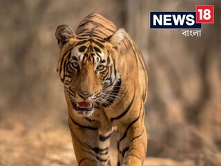 রাস্তার ধারে মোবাইলে কথা বলছিল নবম শ্রেণীর ছাত্র, আচমকা পেছন থেকে ঝাপিয়ে পড়ল বাঘ! তারপর যা হল...জানলে শিউরে উঠবেন
