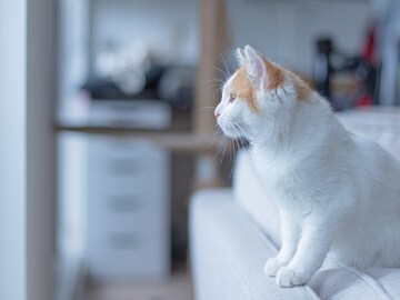 বাড়িতে বিড়াল বাচ্চা দিচ্ছে? হুলো ঢুকে পড়ে? জীবনে এর কত বড় প্রভাব, কী বলছে বাস্তু