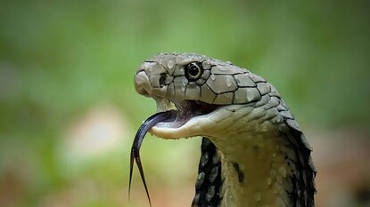 স্বামীকে বিষাক্ত সাপের ছোবল, সিনেমার স্টাইল 'চুষে' বিষ বের করল স্ত্রী! তারপর যা হল... স্বামীকে বিষাক্ত সাপের ছোবল, সিনেমার স্টাইল 'চুষে' বিষ বের করল স্ত্রী! তারপর যা হল...