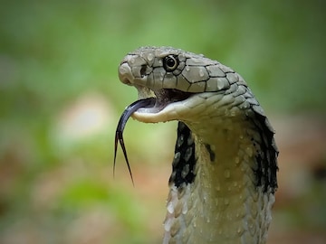 Snake Bite Incident: স্বামীকে বিষাক্ত সাপের ছোবল, সিনেমার স্টাইলে ‘শুষে’ বিষ বের করল স্ত্রী! তারপর যা হল…