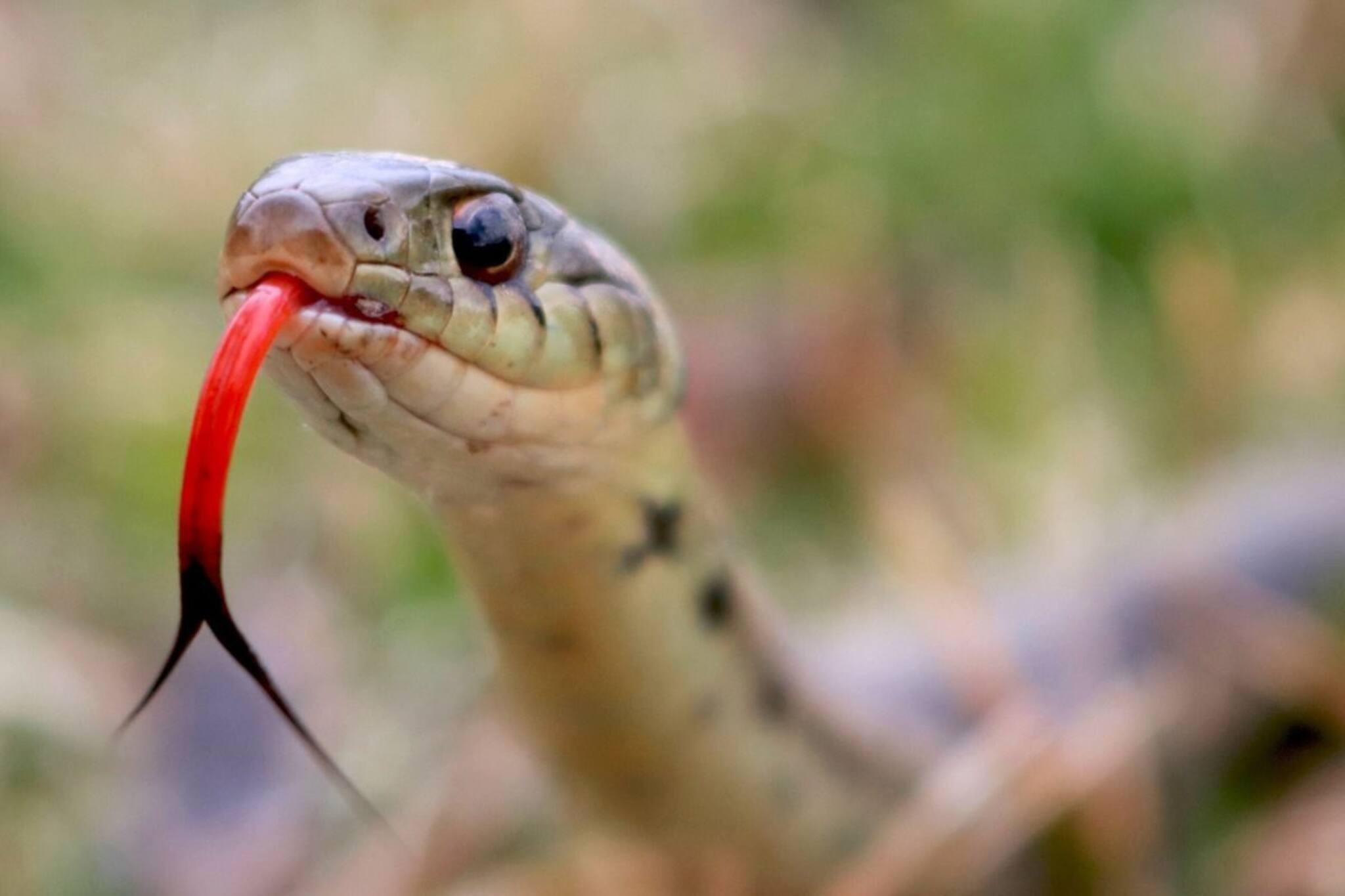 সবথেকে ভয়ানক সাপ... মনে রাখে পুরনো শত্রুতা, প্রতিশোধ নেয় সময় মতো...