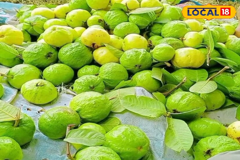 বিশেষজ্ঞদের মতে পেয়ারা ব্লাড সুগার নিয়ন্ত্রণে খুবই উপকারী প্রমাণিত হতে পারে। এটির গ্লাইসেমিক ইনডেক্স ২৪ আছে।