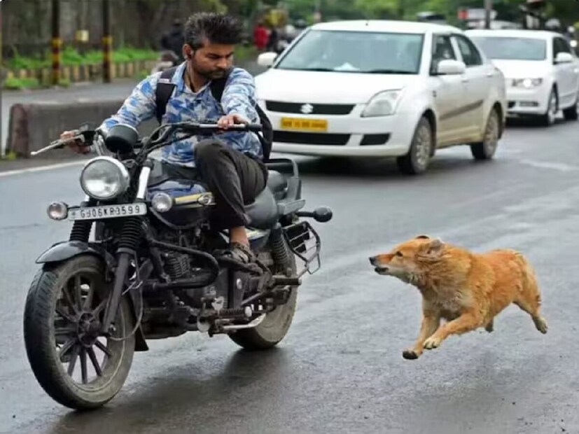 *বাইক, স্কুটার বা গাড়িতে খুব আরামদায়কভাবে রাস্তায় যাওয়ার সময় হঠাৎ দেখতে পাবেন কুকুর আপনার পাশে দৌড়চ্ছে এবং ঘেউ ঘেউ করে। বিশেষ করে রাতের বেলা বেশির ভাগ সময়ই পথকুকুর গাড়ির পেছনে ছুটে আসে। আপনি কি জানেন কেন কুকুররা এটা করে? আপনি কি কখনও এই সম্পর্কে চিন্তা করেছেন? সংগৃহীত ছবি। 