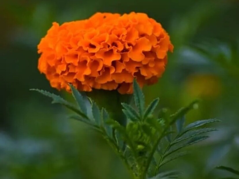 নারকেল তেলে গাঁদা পাতা নিয়ে ফোটান। গাঁদা পাতার গুণ মিশে যাবে নারকেল তেলে। এই তেল মাথায় মাখলে চুল ভাল হবে, চুল পড়া বন্ধ হবে, খুশকিও ভাল হবে। 