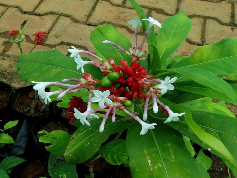 বেশিরভাগ মানুষ এটি রক্তচাপ কমাতে এবং ঘুমের জন্য ব্যবহার করেন। সর্পগন্ধাকে উন্মাদনার ভেষজও বলা হয়। উত্তেজিত বা প্রলাপগ্রস্ত রোগীদের এই গাছ থেকে প্রস্তুত ওষুধ দেওয়া হলে এর তাৎক্ষণিক প্রভাব দৃশ্যমান হয়।