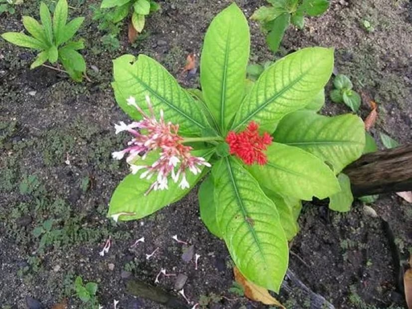 উন্মাদনা রোগে সহায়ক-- যাঁরা খুব রেগে যান, সারাক্ষণ খিটখিটে এবং উত্তেজিত অবস্থায় থাকেন তাঁদের শান্ত করতেও সর্পগন্ধা অত্যন্ত কার্যকর বলে বিবেচিত। যাঁদের অনিদ্রা রোগ রয়েছে, তাঁদেরও সর্পগন্ধার বিভিন্ন অংশ খেলে নিয়মিত ঘুম আসতে শুরু করে।