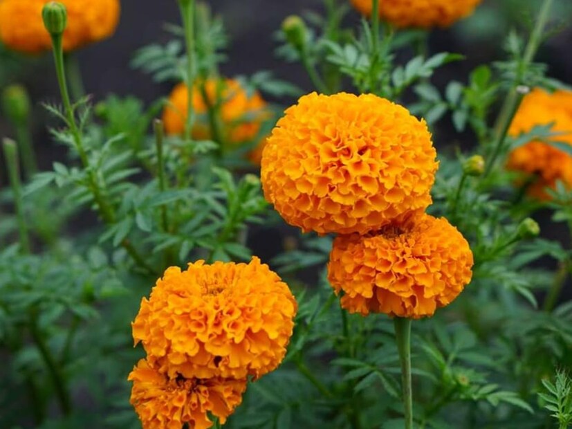 গাঁদা ফুলে ভিটামিন এ, ভিটামিন বি, মিনারেল এবং অ্যান্টিঅক্সিডেন্ট পাওয়া যায়, যা অনেক ধরনের রোগ সারাতে জন্য কার্যকর। এমনকি ত্বকের পাশপাশি চুলের সমস&#x200d;্যাতেও উপকারী গাঁদা। 