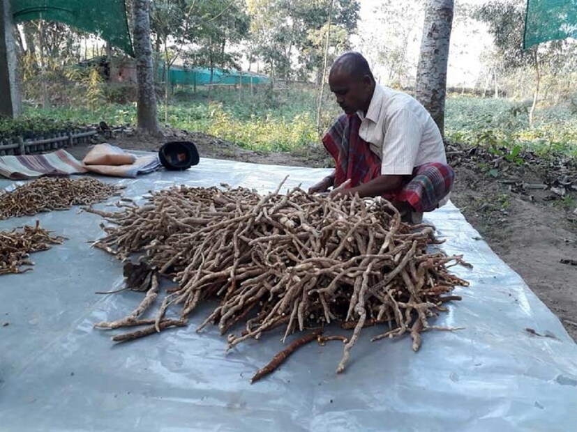 রক্তচাপ নিয়ন্ত্রণ করা-- রায়পুরের সরকারি আয়ুর্বেদ কলেজের সহকারী অধ্যাপক ডা. রাজেশ সিং আমাদের জানিয়েছেন যে, সর্পগন্ধা গাছ বর্ষায় বেশি জন্মায়। এর ফুল খানিকটা ছাতা আকৃতির। এই ফুল ফোটার সময় সাদা ও লাল রঙের হয়ে থাকে। সর্পগন্ধায় উপস্থিত সার্পেন্টিন রক্তচাপ নিয়ন্ত্রণে সহায়ক।