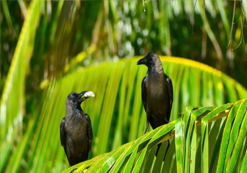 যদি বারন্দায় বসে একটি কাক ডাকাডাকি করে, এর অর্থ হল, শীঘ্রই আপনার বাড়িতে অতিথি আসছে। কিন্তু যদি বাড়ির বারান্দায় একদল কাক বসে ডাকাডাকি করে, তা মোটেও শুভ নয়, খুব-ই অশুভ। এর অর্থ হল, আপনার পরিবারে খারাপ কিছু ঘটতে চলেছে বা আপনি অসুস্থ হতে চলেছেন।