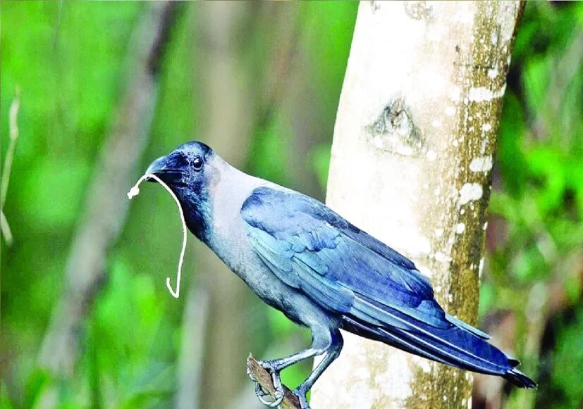 ধরুন আপনি বাইরে কোথাও যাচ্ছেন, ঘুরতে বা অফিসের কাজে,আচমকাই একটা কাক এসে জানলা বা বারান্দায় বসে ডাকাডাকি শুরু করল, বিশ্বাস করা হয়, এর অর্থ,আপনার যাত্রা শুভ হবে।