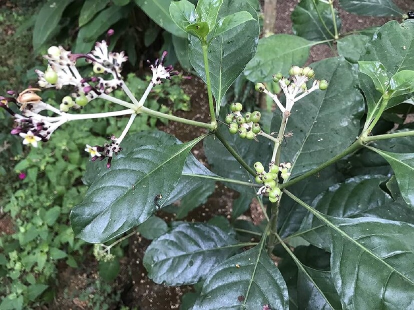 সর্পগন্ধা একটি প্রাকৃতিক ওষুধ। এর স্বাদ তিক্ত, তীক্ষ্ণ এবং টক। এটি প্রাকৃতিক চিকিৎসায় ব্যবহৃত হয়। এটি কতটা কার্যকর এবং দ্রুত রোগ থেকে মুক্তি দেয় তা বোঝা যায় যে কোনও বিষাক্ত পোকামাকড়, সাপ কামড়ালে- শুধুমাত্র সর্পগন্ধাই এর বিষ দূর করতে পারে।