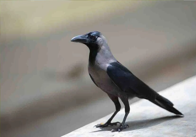 মনে করা হয়, কোথাও ভাল বা খারাপ কিছু ঘটার আগে কাক তার বার্তা বহন করে। ইদানীং কি আপনার বাড়ির বারান্দায় বা জানলায় কাক এসে খুব ডাকাডাকি করছে? সামনে কী ঘটতে চলেছে? শুভ না অশুভ কিছু? জেনে নিন