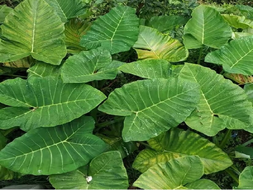 আরবি লিভ্স বা কচু পাতাতেও থাকে এই ফিতা কৃমি। মান কচু বা কচুর লতি খেতে যাঁরা ভালবাসেন, রান্না করার আগে ভাল করে ধুয়ে নিন। Tapeworm can cause brain infection top 6 vegetables including cabbage you should eat cautiously health tips 