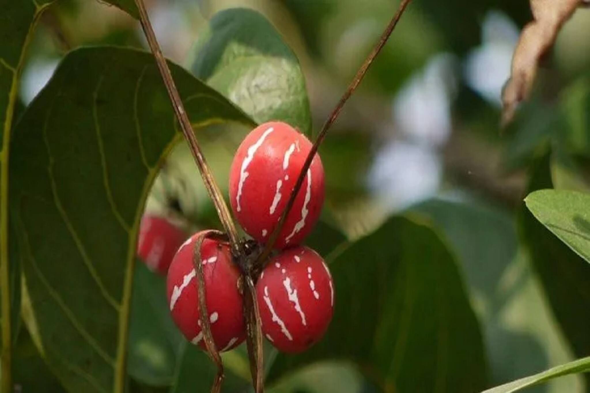 আয়ুর্বেদের ম্যাজিক, সাতনার রামলোটন কুশওয়াহার কীর্তি অবিশ্বাস্য! জানুন