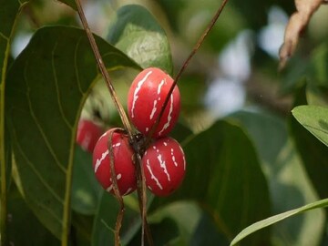 প্রতীকী ছবি