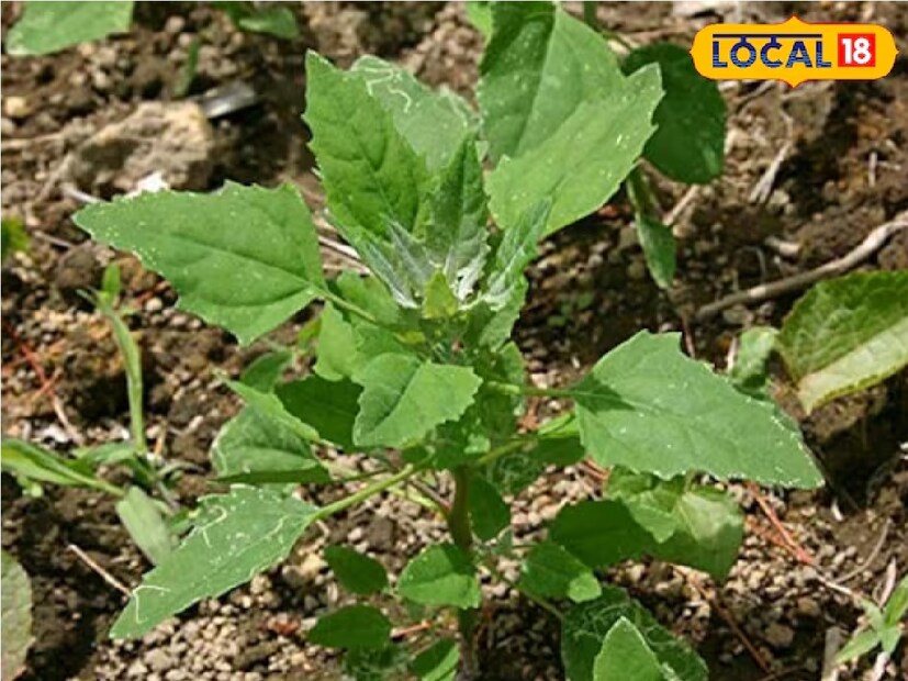 : আলাদা করে চাষ করারও দরকার হয় না, ক্ষেতে গম, সরষের মধ্যেই তৈরি হয়ে যায়৷ এই শাকের নাম বাথুয়া শাক বা বাঙালিরা যাকে চেনে বেতো শাক হিসেবে৷  যা শীতকালে অন্য ফসলের সঙ্গে  জন্মায়৷ এই শাক সেভাবে দামিও নয়, সস্তার এই শাক গুণে ঠাসা৷ এই শাক সুস্বাদু এবং পুষ্টিকর। বেতো শাকে অনেক ধরনের ভিটামিন, মিনারেল ও নিউট্রিয়েন্ট পাওয়া যায়। বিশেষজ্ঞরা বলছেন, শীতের মরশুমে যদি নিয়মিত বাথুয়া খাওয়া হয়, তাহলে এটি স্বাস্থ্যের জন্য খুবই উপকারি।