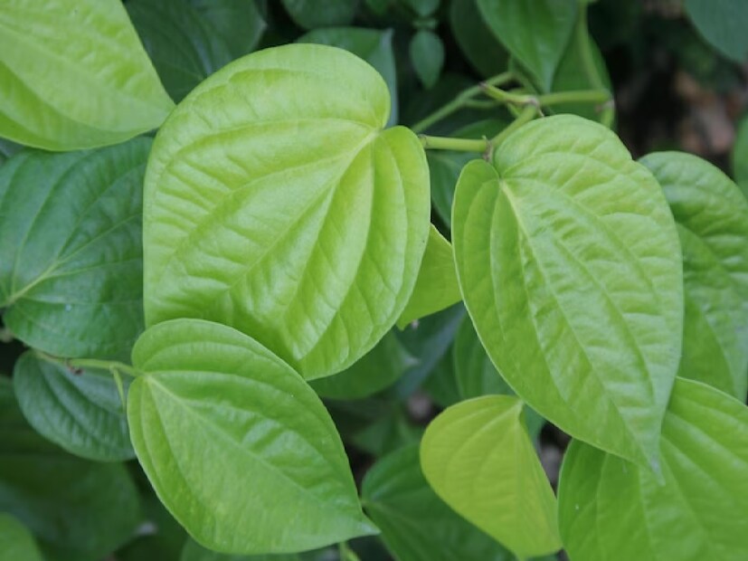 পান পাতার রস সর্দি এবং জ্বরের জন্য একটি চমৎকার ঘরোয়া প্রতিকার। পান পাতার রস ফুসফুসের সংক্রমণ এবং হাঁপানি নিয়ন্ত্রণ করতে সাহায্য করে।