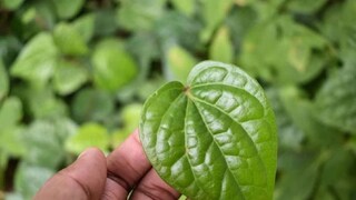 health benefit of betel leaves it can control uric acid and decrease gout pain immediately 