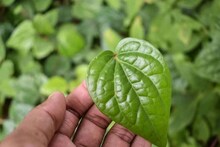 গাঁটে-গাঁটে ইউরিক অ্যাসিডের ব‍্যথা! শুধু পান পাতা এইভাবে ব‍্যবহার করলেই কেল্লাফতে