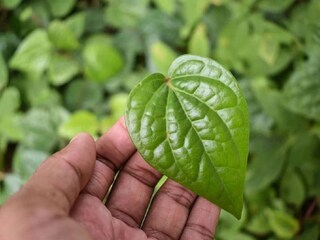health benefit of betel leaves it can control uric acid and decrease gout pain immediately 
