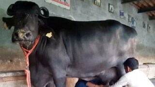 দুধ-বিভ্রাটের জেরে ব্যাপক হইচই ! (File Image) দুধ-বিভ্রাটের জেরে ব্যাপক হইচই ! (File Image)