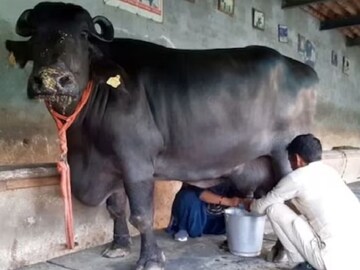দুধ-বিভ্রাটের জেরে ব্যাপক হইচই ! (File Image)