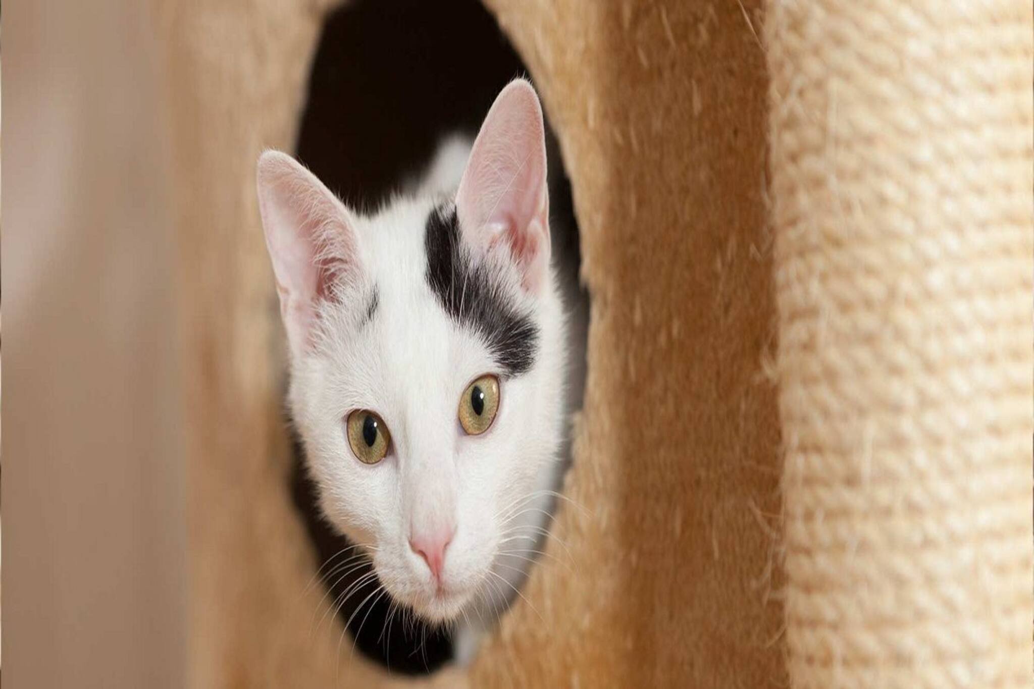 বাড়িতে যখন-তখন বিড়াল ঢুকছে? আবার চলেও যাচ্ছে? বাস্তু অনুযায়ী এর অর্থ কী জানুন