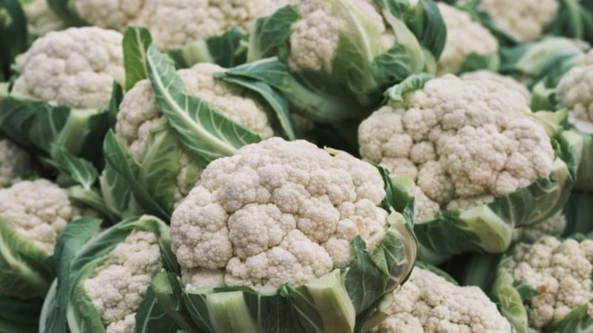 Business Idea: রাতারাতি হবেন 'মালামাল'...! এখনই শুরু করুন ফুলকপি-বাঁধাকপির চাষ, অসময়ে হবে বিরাট লাভ