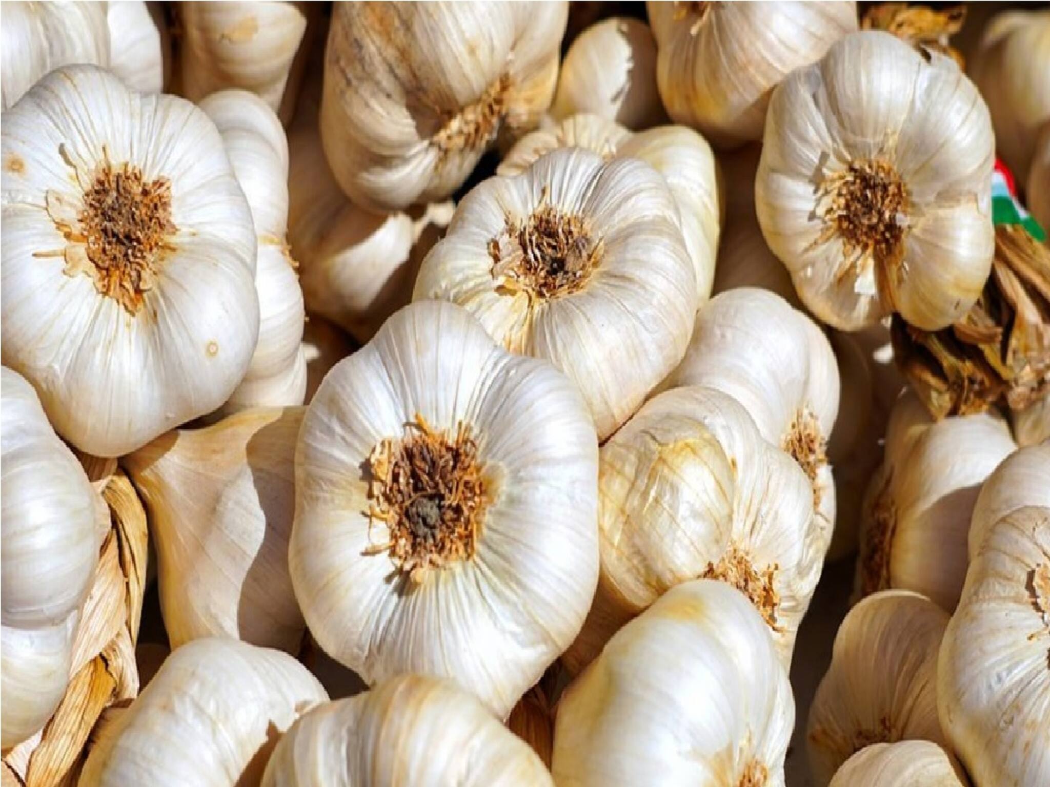 শীতে রোজ ২-১ কোয়া রসুনই সর্বরোগহরা! ৭ দিনে তোলপাড় শরীর! কী কী ঘটবে জানুন এখনই