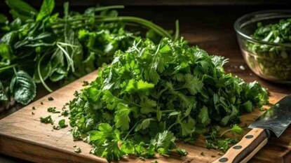 এইভাবে ধনে পাতা চাষ করলেই বাড়িতে ধনে পাতার অভাব হবে না! ২০ বছর বাজার থেকে কিনতে হবে না ধনে পাতা... এইভাবে ধনে পাতা চাষ করলেই বাড়িতে ধনে পাতার অভাব হবে না! ২০ বছর বাজার থেকে কিনতে হবে না ধনে পাতা...