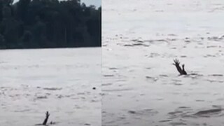 জলে ভাসছে দুটো হাত, কে ডুবে যাচ্ছে? বাঁচাতে গেলেই ভবলীলা সাঙ্গ (Photo: Instagram)