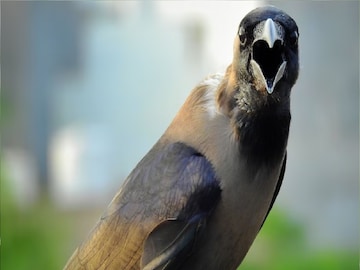 বাড়ির ছাদ বা বারান্দায় রোজ কাক এসে বসে? ৬টা বা ৯টা কাক দেখলে কী হয়? হতে পারে ভয়ঙ্কর কিছুও বাড়ির ছাদ বা বারান্দায় রোজ কাক এসে বসে? ৬টা বা ৯টা কাক দেখলে কী হয়? হতে পারে ভয়ঙ্কর কিছুও