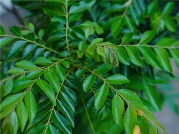 খালি পেটে শুধুই একটি পাতা, কোষ্ঠকাঠিন্যের মহৌষধ! মোমের মতো গলায় মেদ...প্রেশার-সুগারের ছুটি
